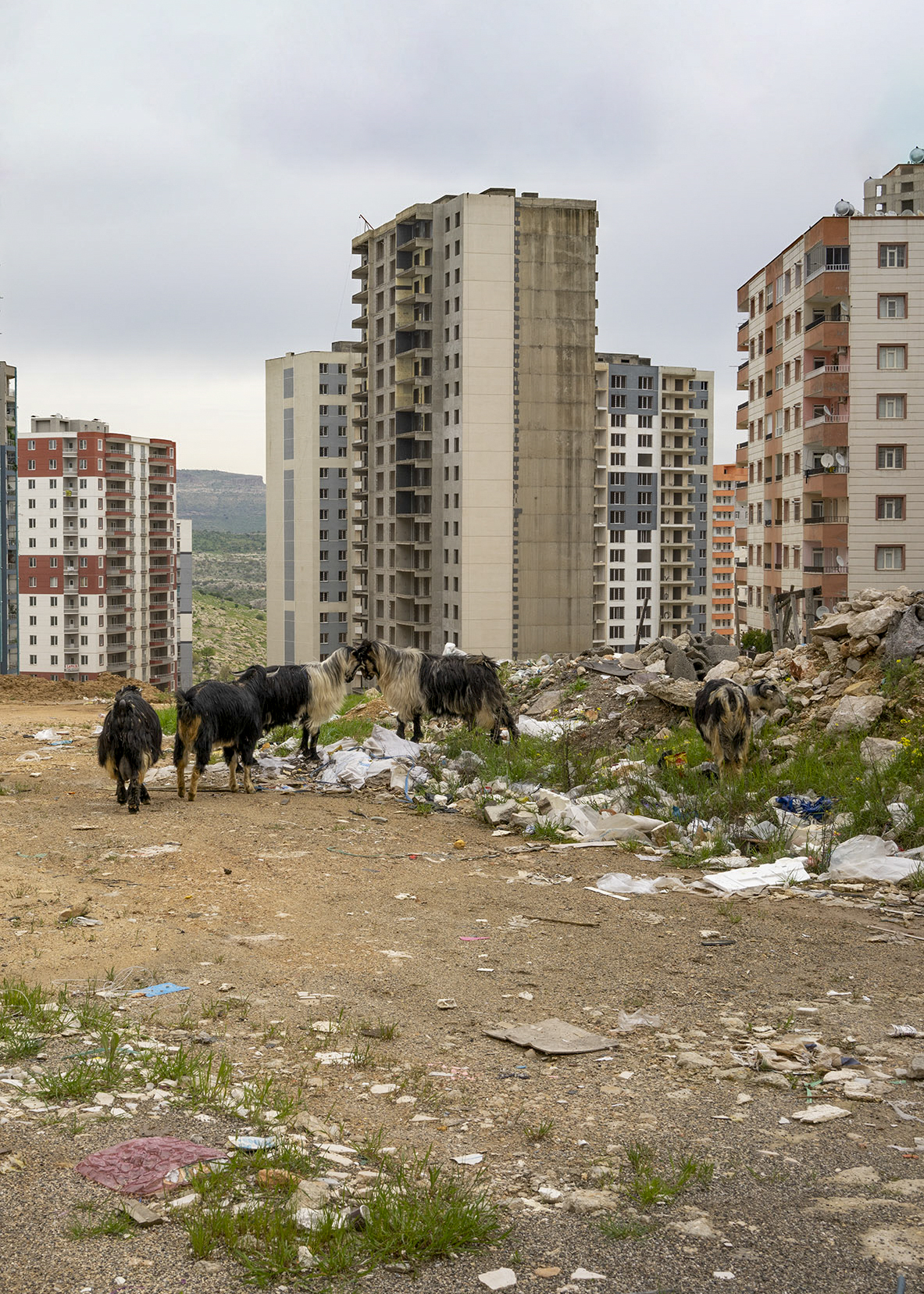 Mara Pollak Firne